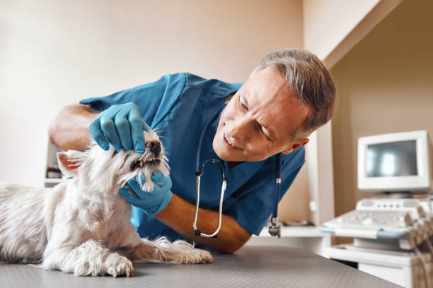 Best Emergency Treatment for Dental Infections or Abscesses in Armonk, NY